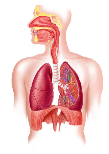 Breathing Basics to Improve Health, Fitness, and Your Pilates Workouts