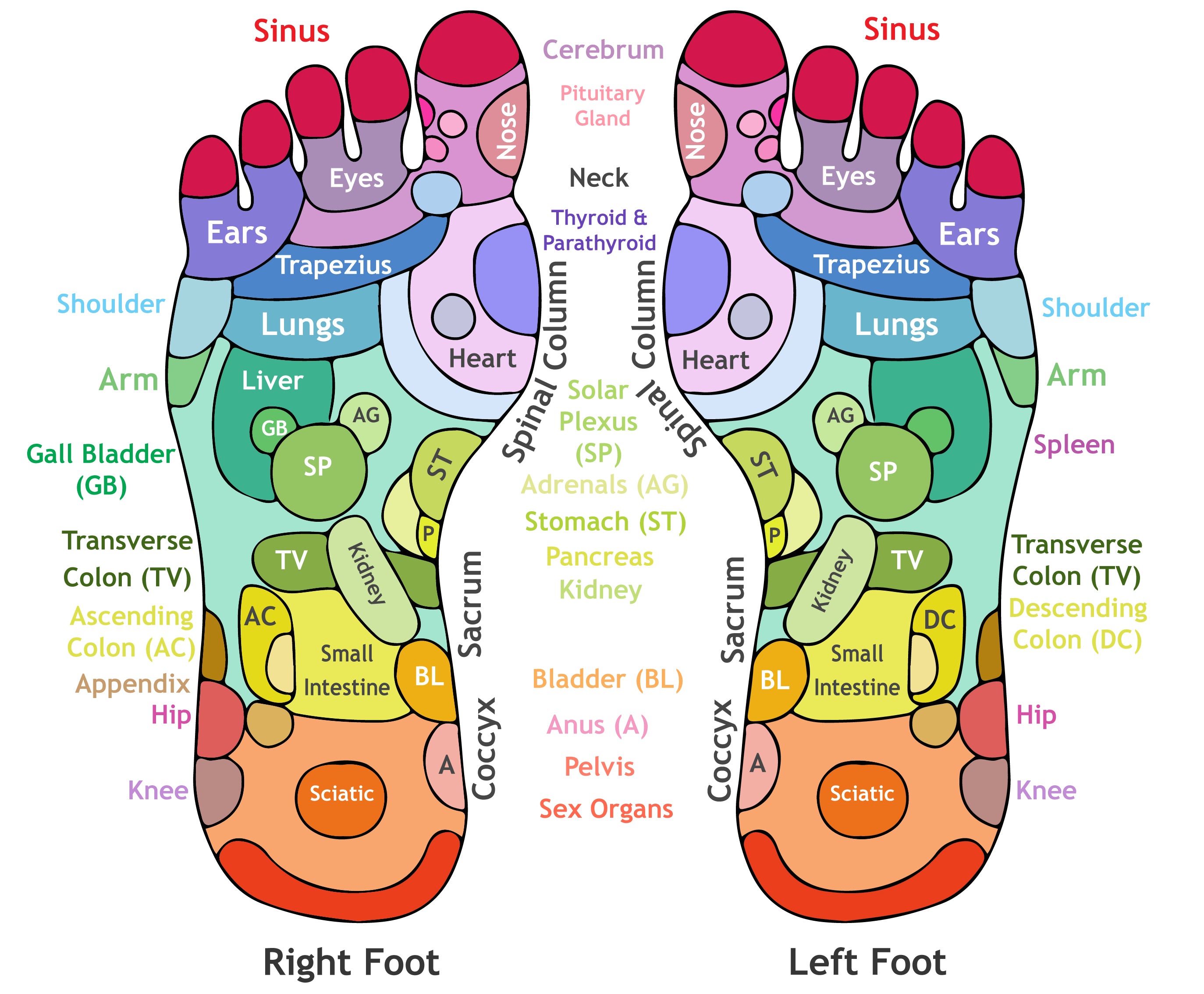 Foot deals reflexology points